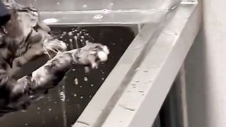 5 Minute Timer - Five Minute Cat Timer