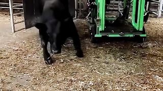 The nail was hidden deep inside her hoof....