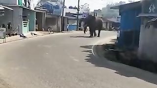 Elephant attack