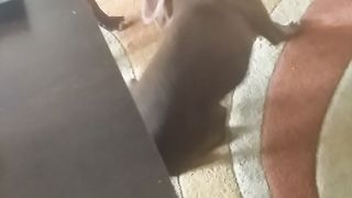 My dogs