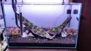 aquascape