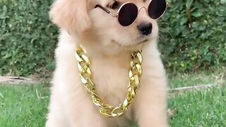 Gangster Puppy Dog Show Attitude