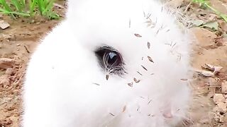 Funny rabit memes