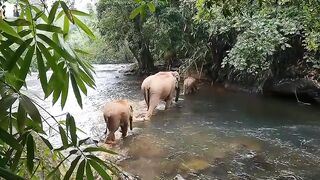 herd of elephants crossing the river