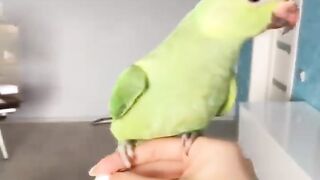 Funny animals