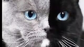 Most Beautiful Cats in the World