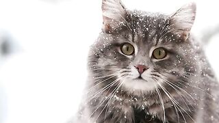 Beautiful Cats