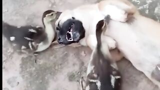 Funny video cat video pets video ????