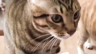 Funny+animals+video+#funnyfail+#animal (1)