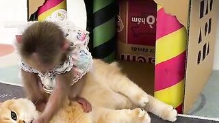 Funny video cat video pets video ????