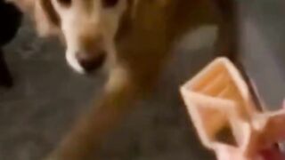 Funniest Animal Video ???? __ number 1 #shorts #funny #dogs