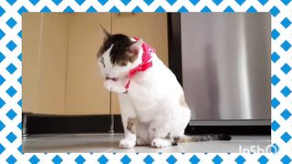 Cat funny