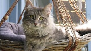 Funny cat skill