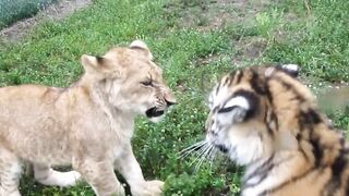Baby Lion & Tiger Playing