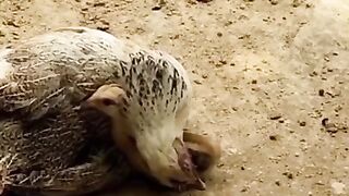 mother's love