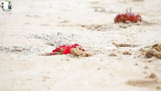 beach crab