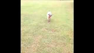 Funny animals compilation