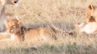 When Eagles Get Savage And Attack Baby Lion! The Mother Lion Is Powerless To Save Her Cubs