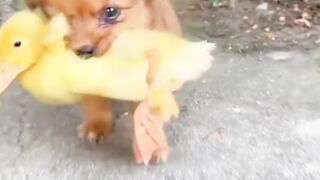 Entertainment video