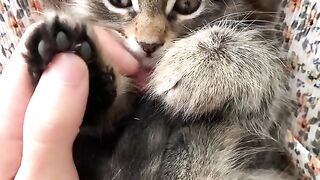 Cat short video ❣️