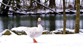 Beautiful Winter