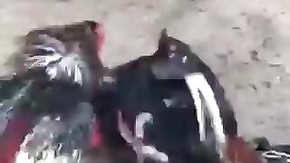 Aseel fight
