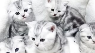 Cats Funny Video