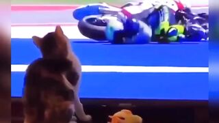 Cats funny Video
