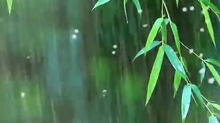 Instantly deep Sleep in Forest rain Sound #shorts #short