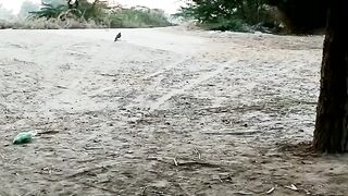 How to train your falcon bird