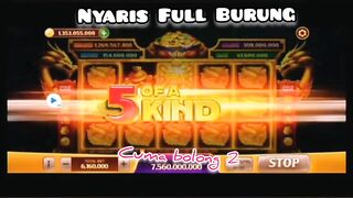 Nyaris Full Burung, cuma Bolong dua