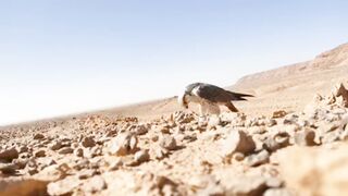 How to trapping falcon, The Trapped falcon, Falconry trapping