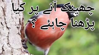 Question with aswer