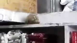 Mouse Fight in Shop