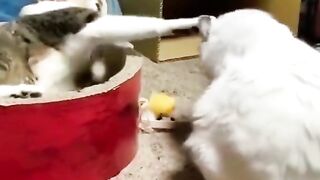 Cute Cats Fight