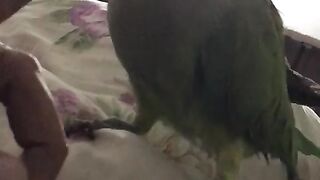 Parrot