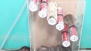 the best mouse trap
