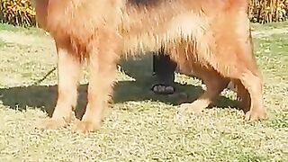 Dog jerman Shaffer
