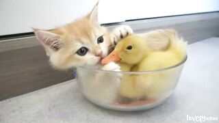Funny Cat  Videos ????????????????