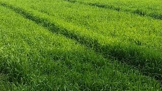 ہماری گندم کی فصل چھٹی کا دن اپنے گاؤں میں گزارا