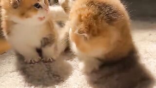 Cut cat video