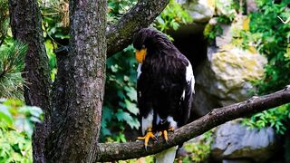 Eagle Short Video????