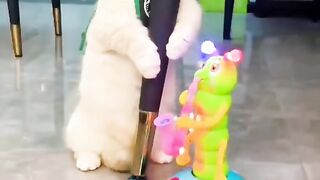 Cute Cat