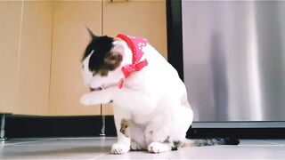 Cat movement