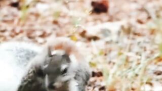 So Cute Animal Very Emotional Video Beautiful Animal Video.