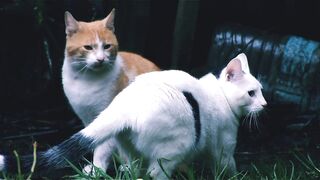 Cat movement ????
