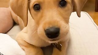 talking dog