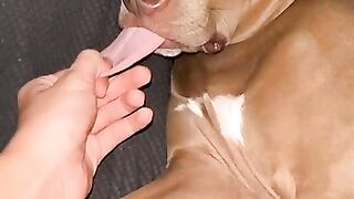 sleeping dog