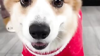 my cute dog