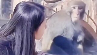 Scary Monkey